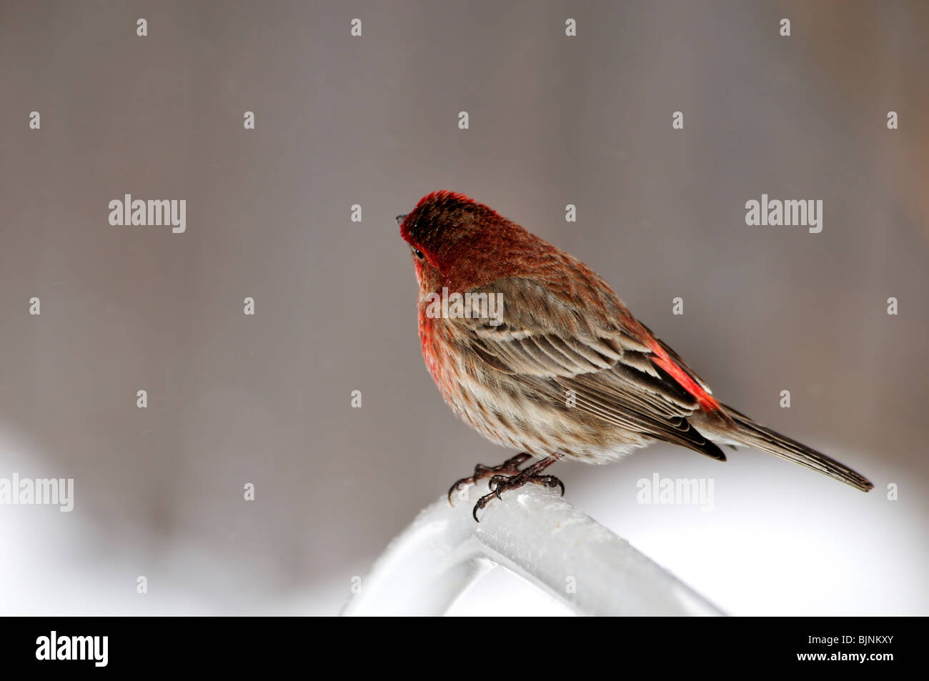 Male House Finch, Haemorhous mexicanus, in breeding plumage, showing