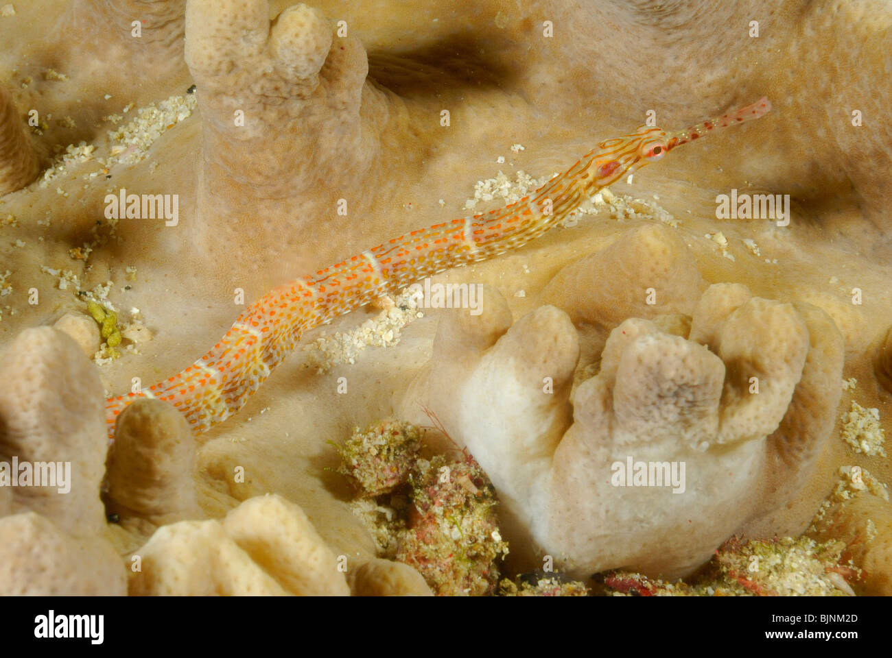 banded pipefish in the Similan Islands, Andaman Sea Stock Photo