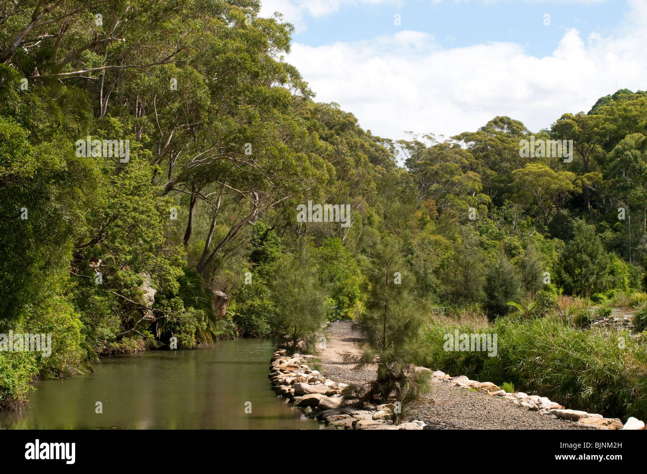 Flat Rock Creek Gully, Cammeray, Sydney Stock Photo