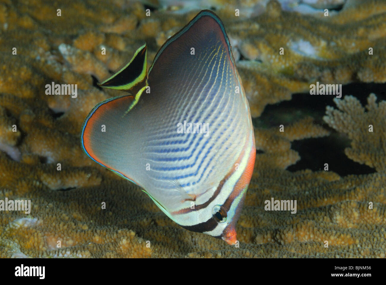 Merten's butterflyfish in the Similan Islands, Andaman Sea Stock Photo