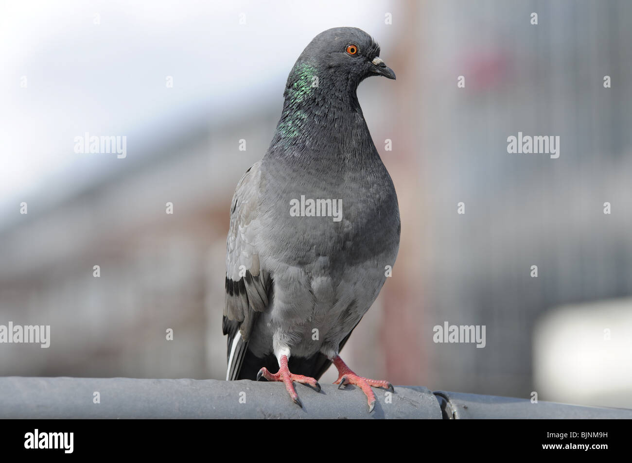 Pigeon closeup on blurred background Stock Photo