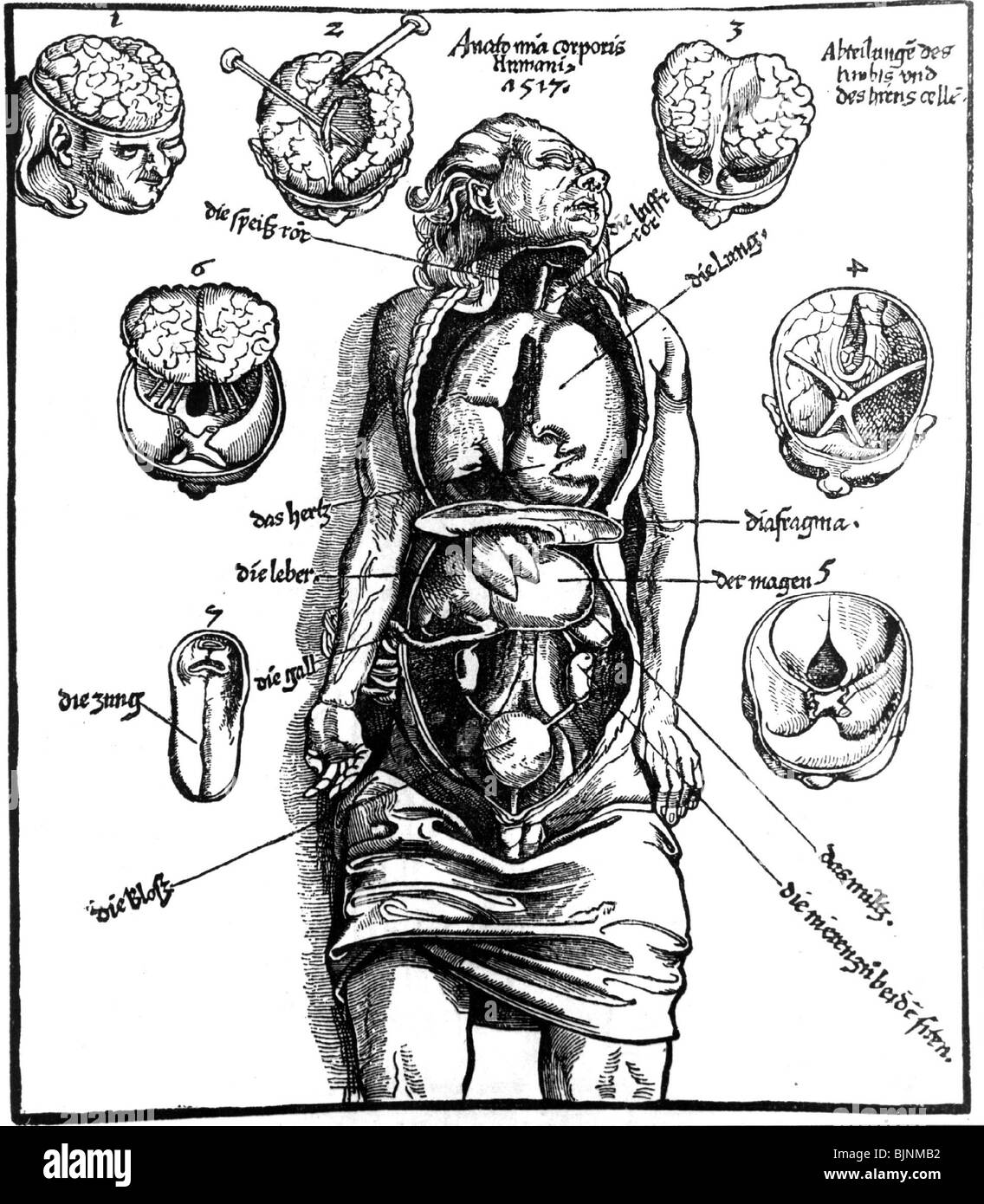 medicine, human inner organs, illustration from 'Spiegel der Artzney', by Laurentius Phrysius, 1518, Stock Photo