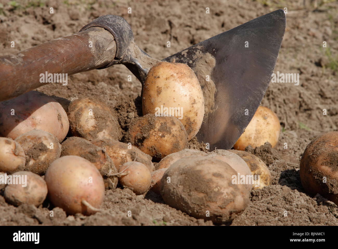 Lifting potatoes hires stock photography and images Alamy