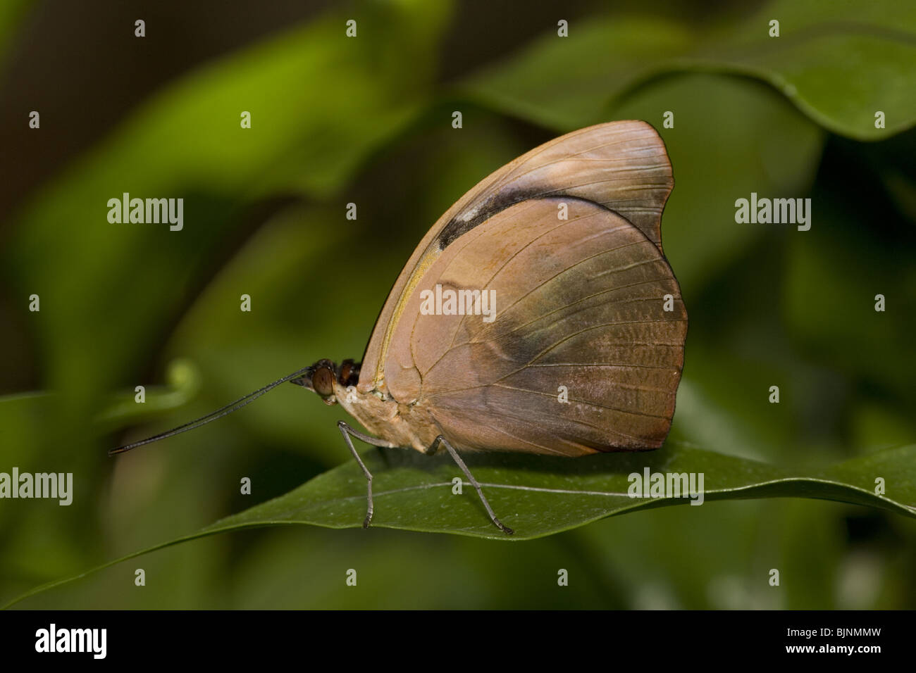 Grecian Shoemaker Butterfly (Catonephele numilia) Stock Photo