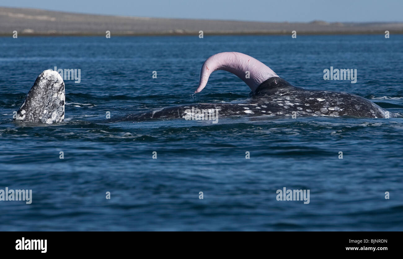 A Gray Whale S Penis Is Seen During Mating In Ojo De Liebre Lagoon Stock Photo Alamy