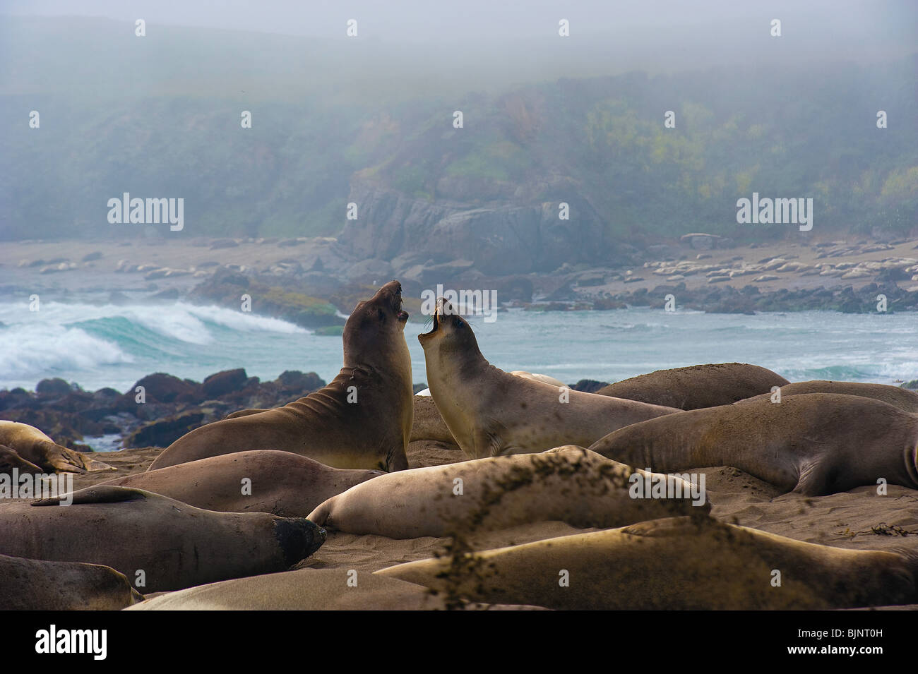 Two young Northern Elephant Seals,  mirounga angustirostris, challenge each other. Stock Photo