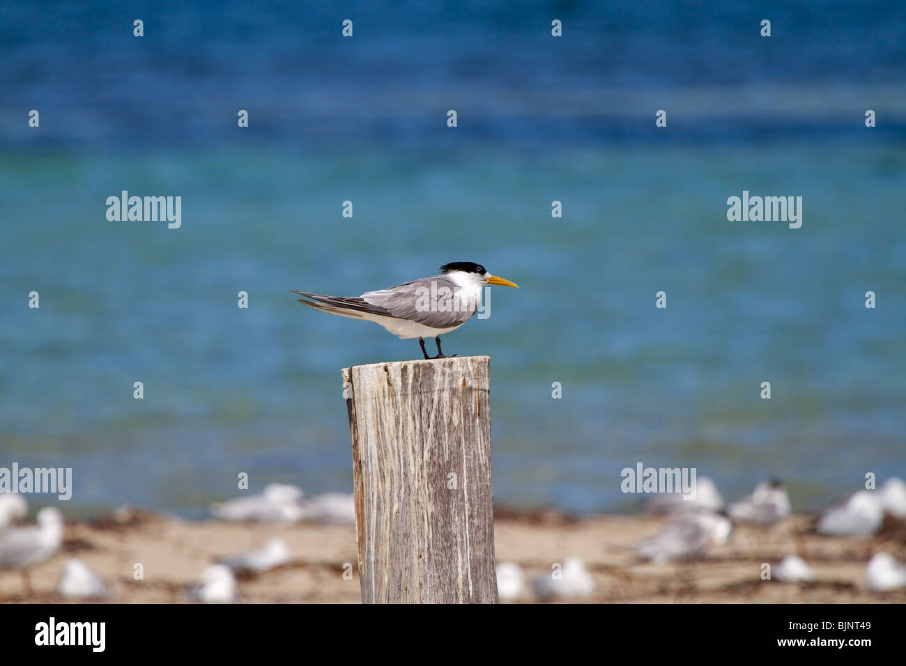 Greater Crested Tern, Crested Tern or Swift Tern, Thalasseus bergii cristata Stock Photo