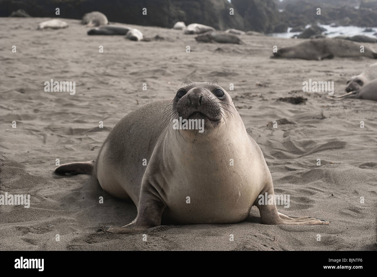 Northern Elephant Seal