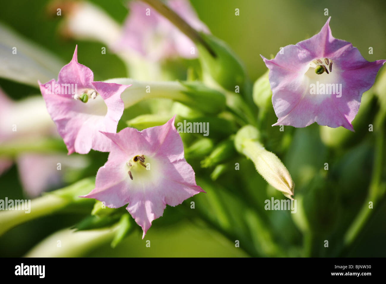 tobacco blossom Close-up image of a tobacco blossom Stock Photo