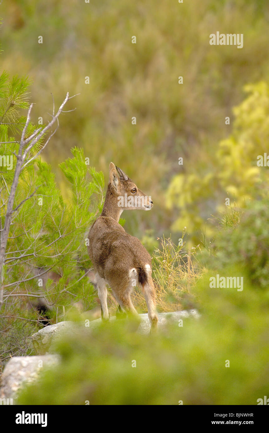 Spanish Ibex (Capra pyrenaica), MaroCerro Gordo cliffs. La Axarquia