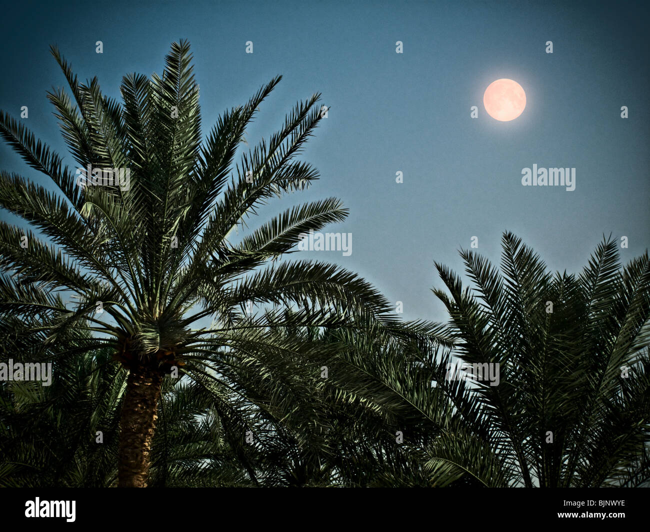 palm tree of Doha qatar Stock Photo Alamy