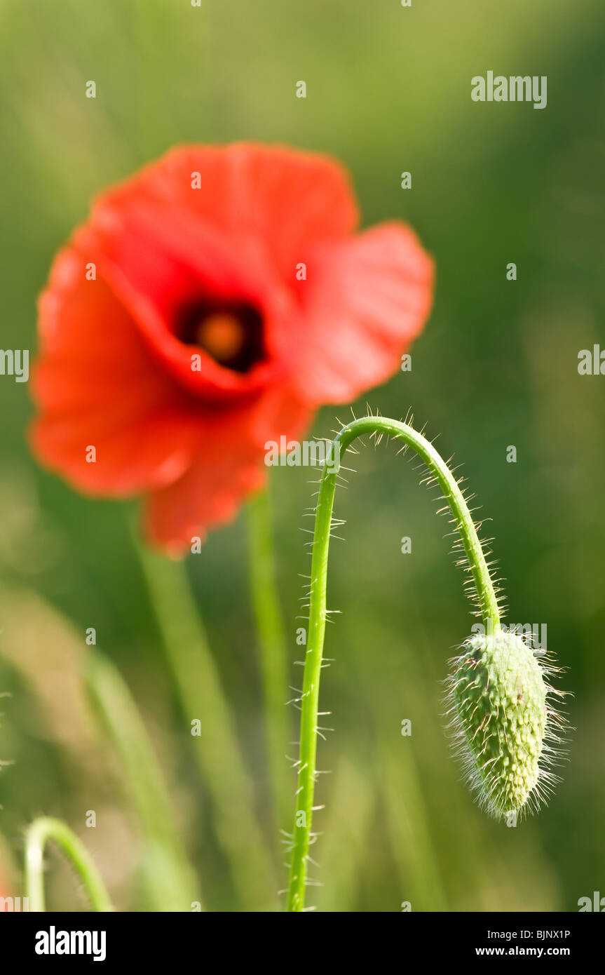 red poppy flower close up Stock Photo