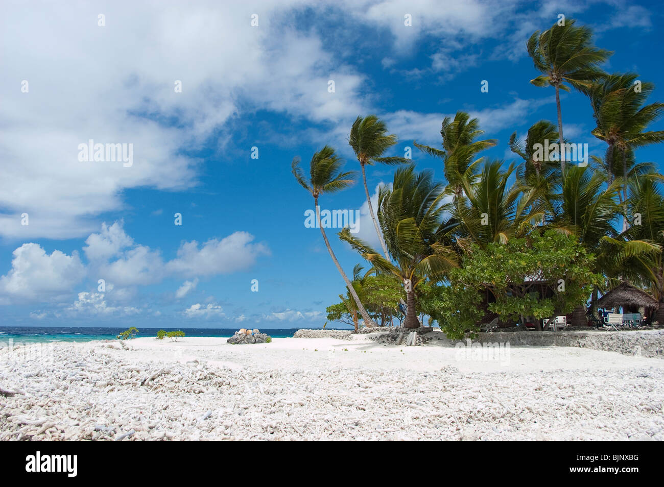 Palm trees in chuuk micronesia hi-res stock photography and images - Alamy