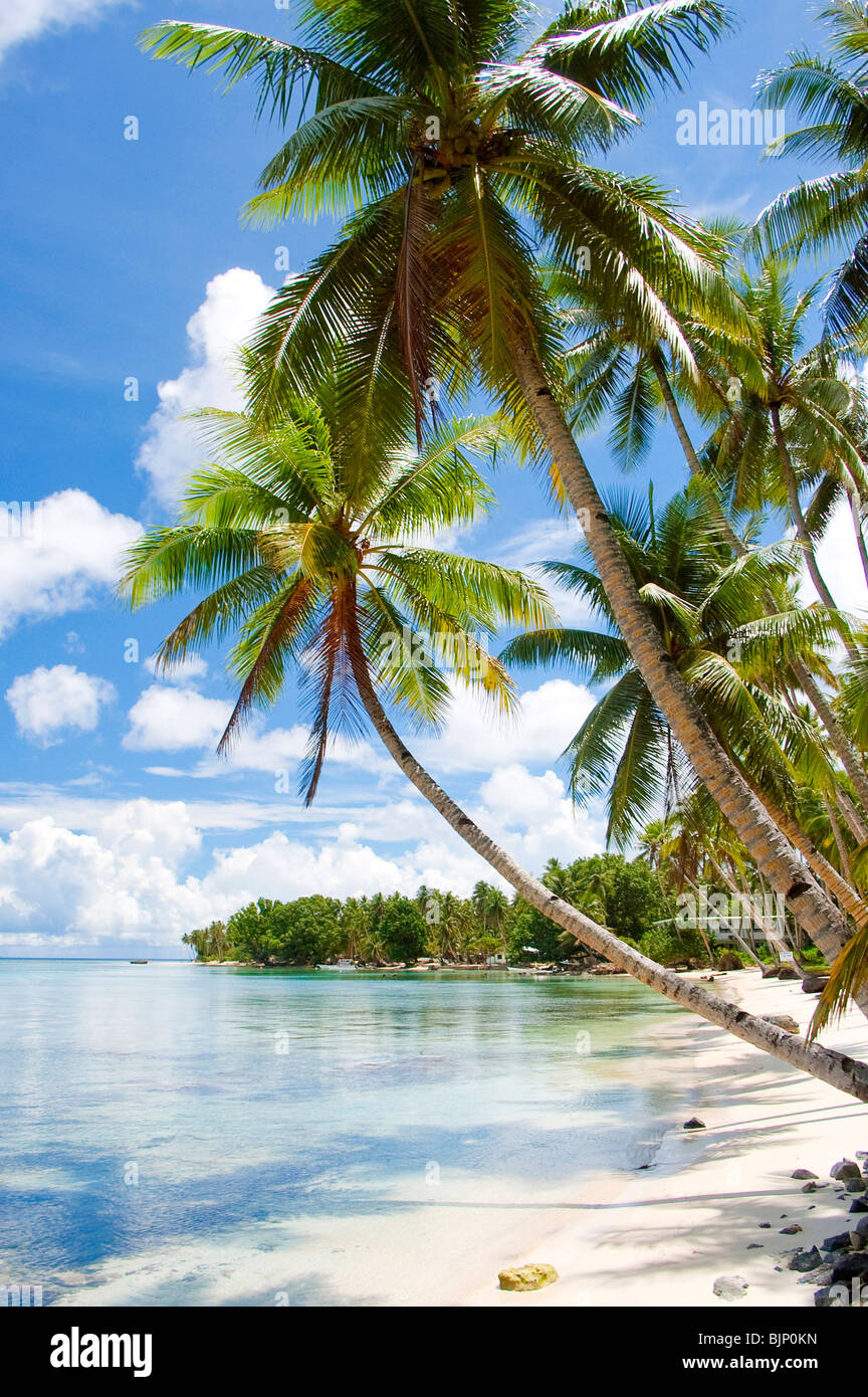 Palm Trees in Chuuk, Micronesia Stock Photo - Alamy