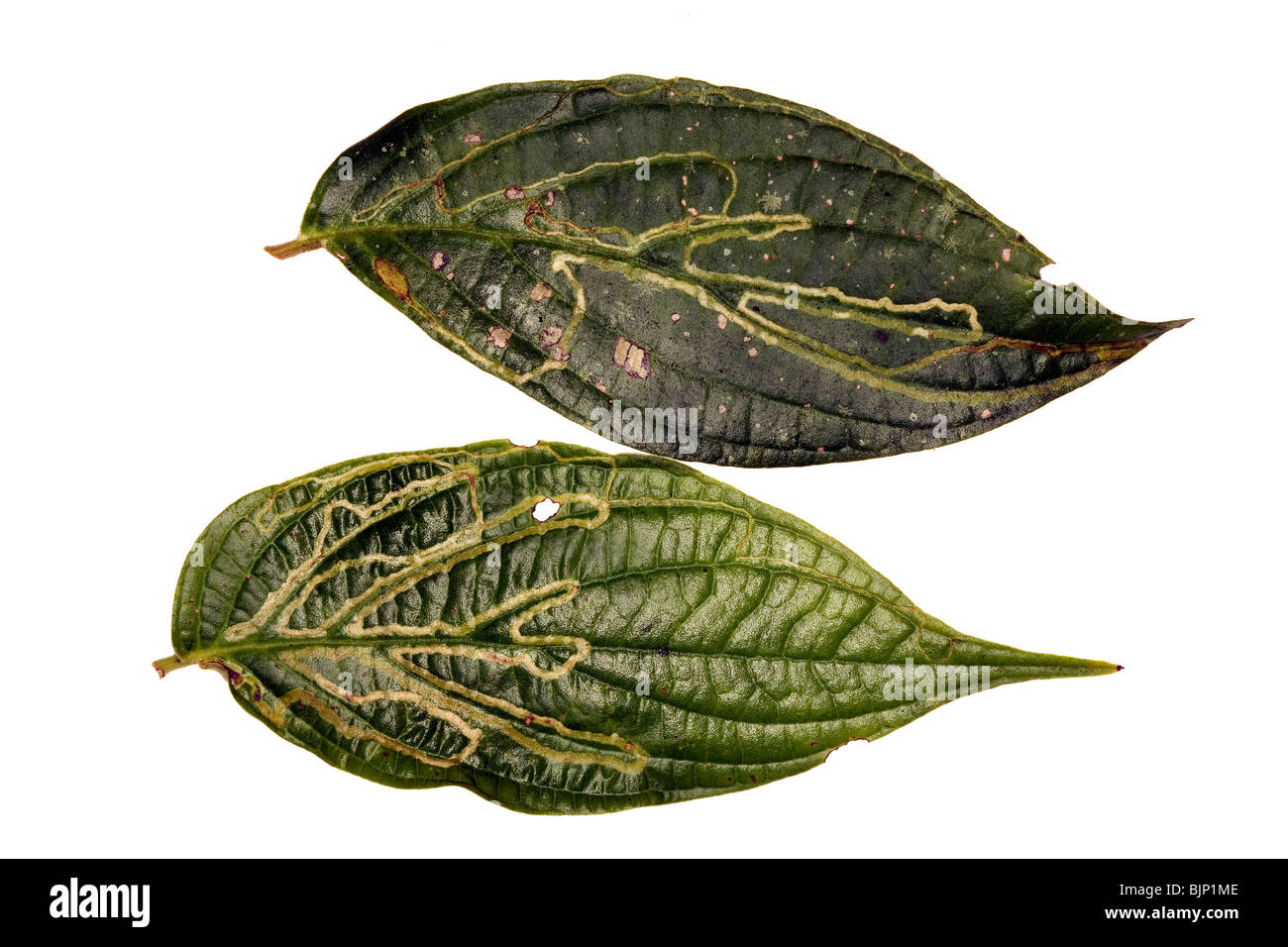 Tunnel made my leaf miner larvae in rainforest leaves. Stock Photo