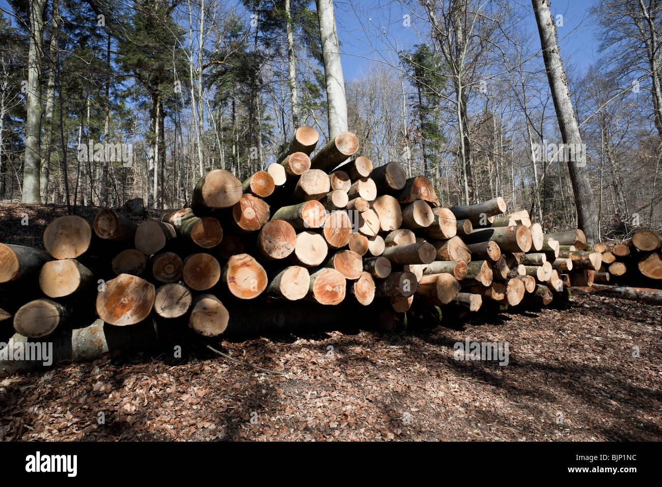 Selective Logging High Resolution Stock Photography and Images Alamy