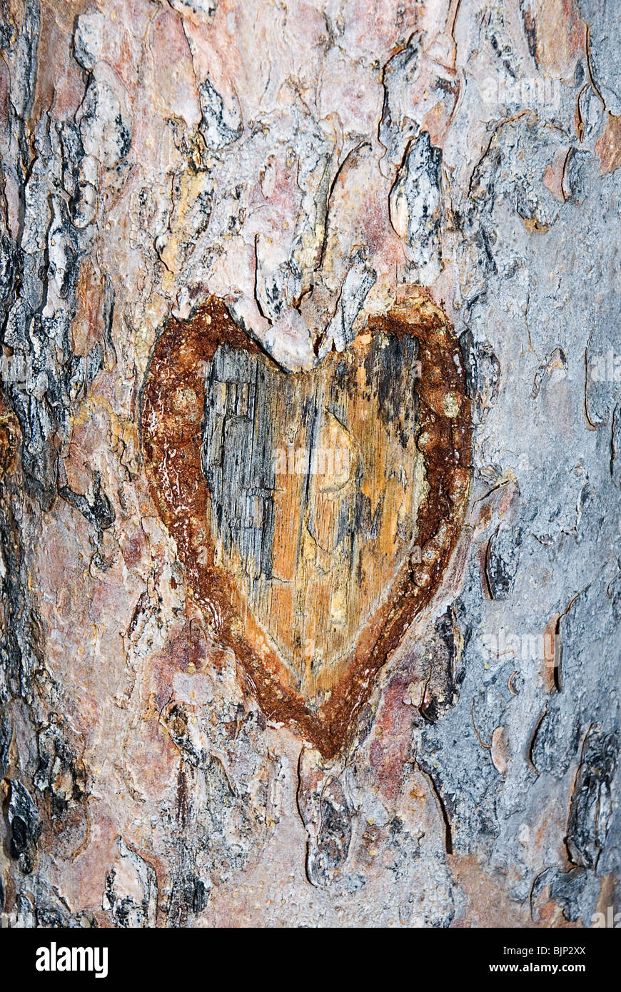Heart carved in a tree trunk Stock Photo