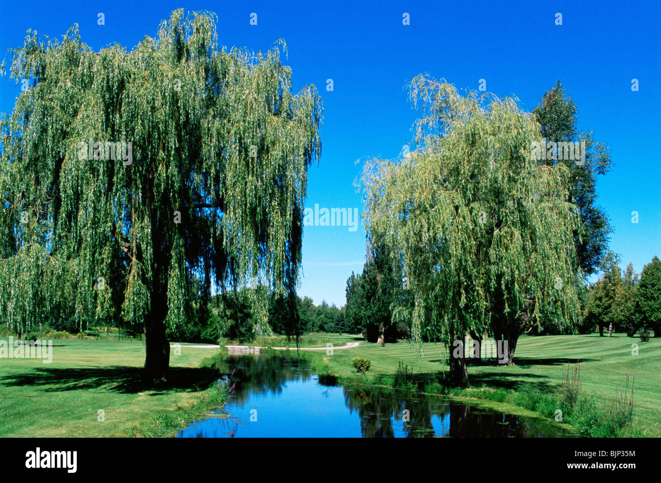 Weeping willow trees on a golf course Stock Photo