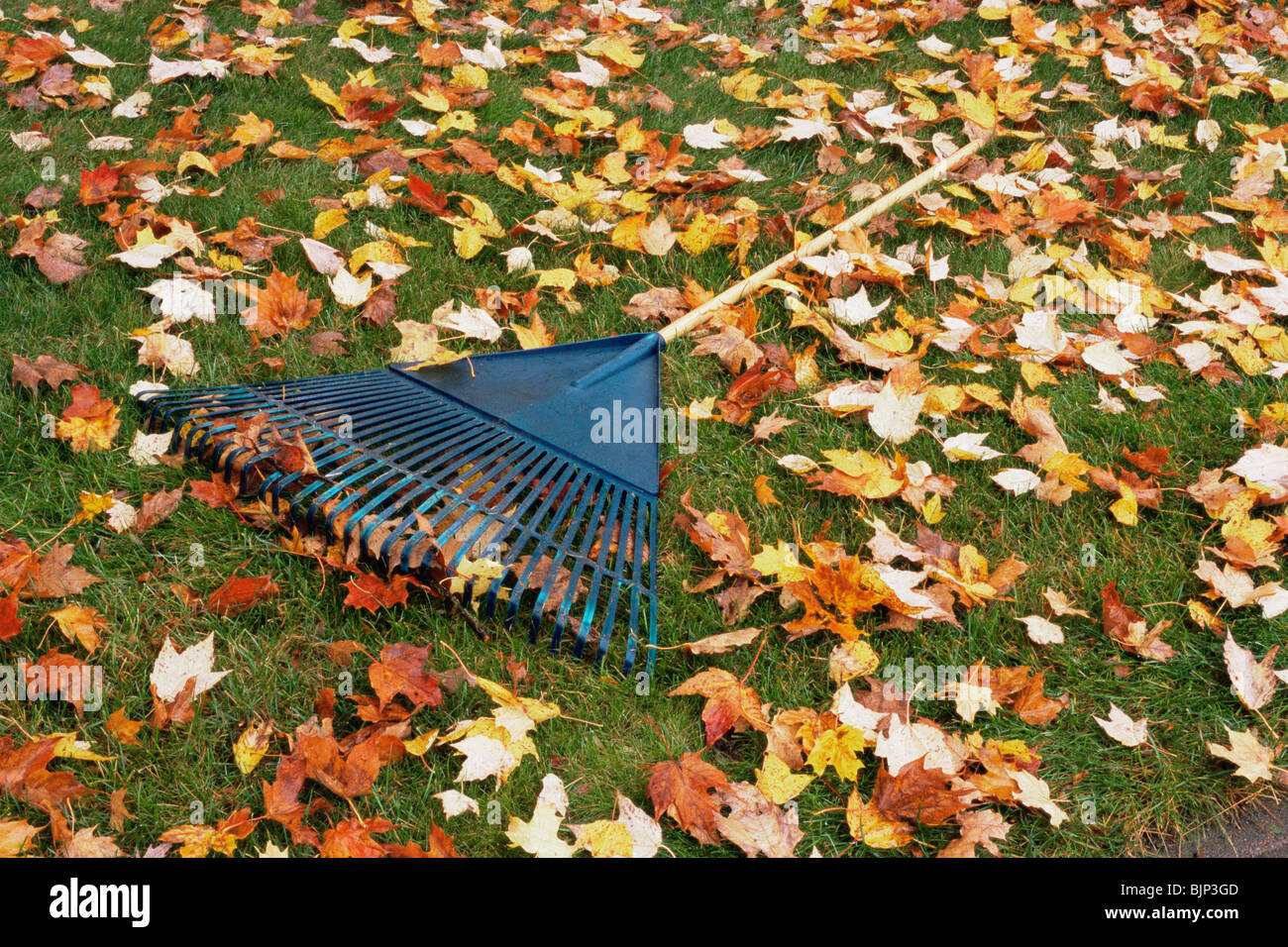 Rake and fallen maple leaves Stock Photo Alamy