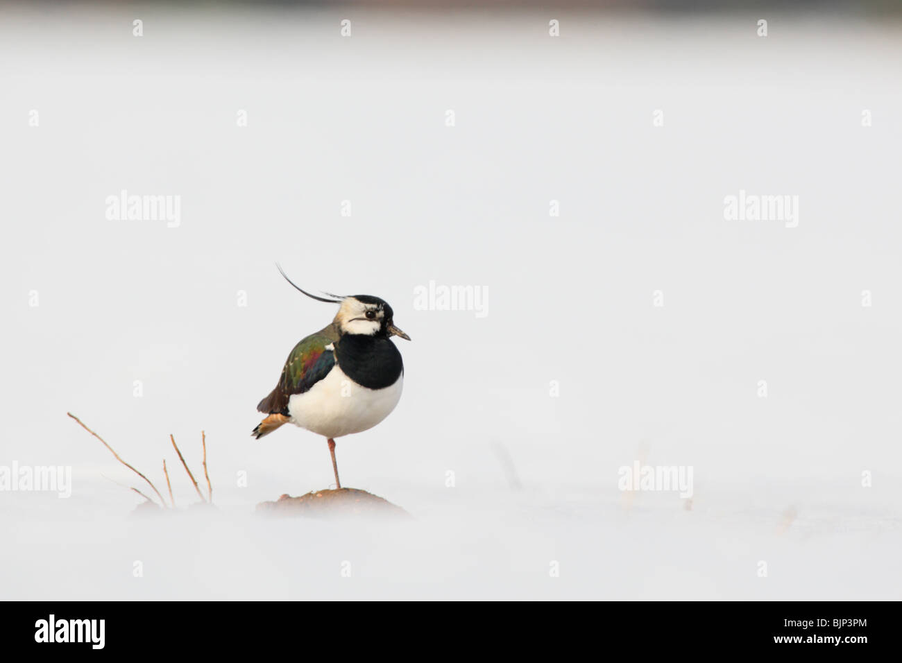 Northern Lapwing (Vanellus vanellus) standing among snow, March 2010 Stock Photo