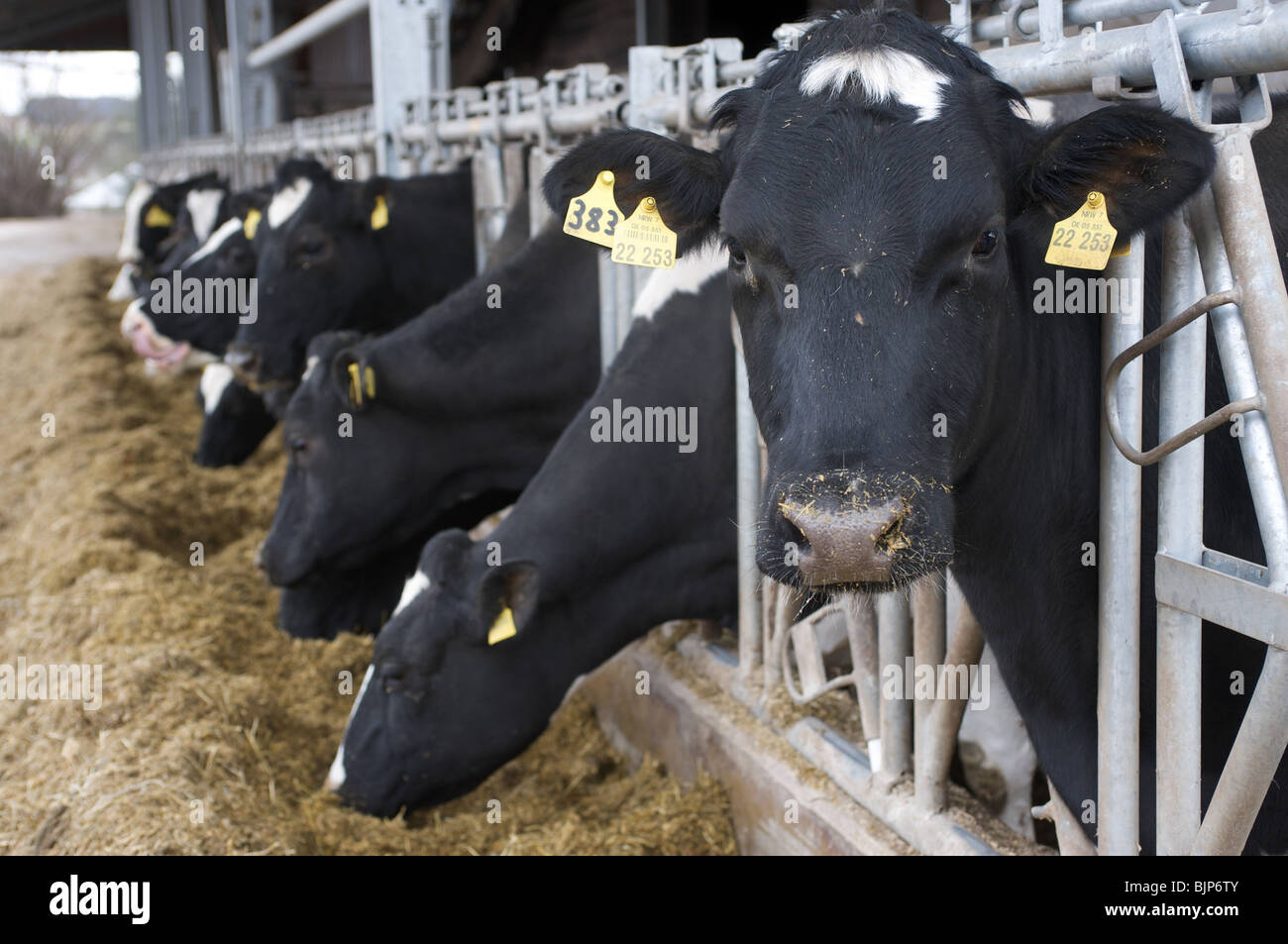 Holstein-Friesian dairy cattle on a farm in Germany. Stock Photo