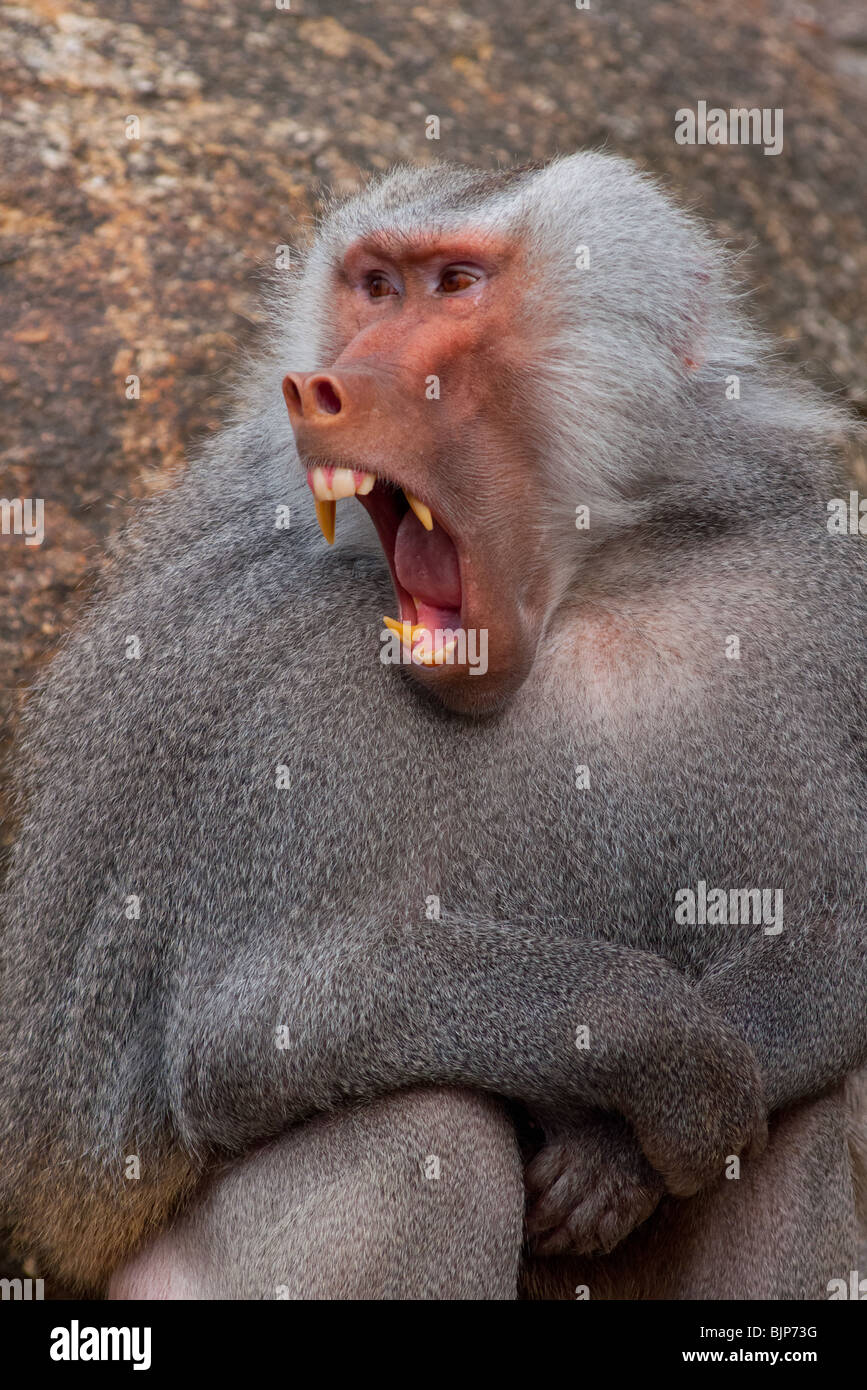 Baboon (Papio hamadryas) growling. Stock Photo