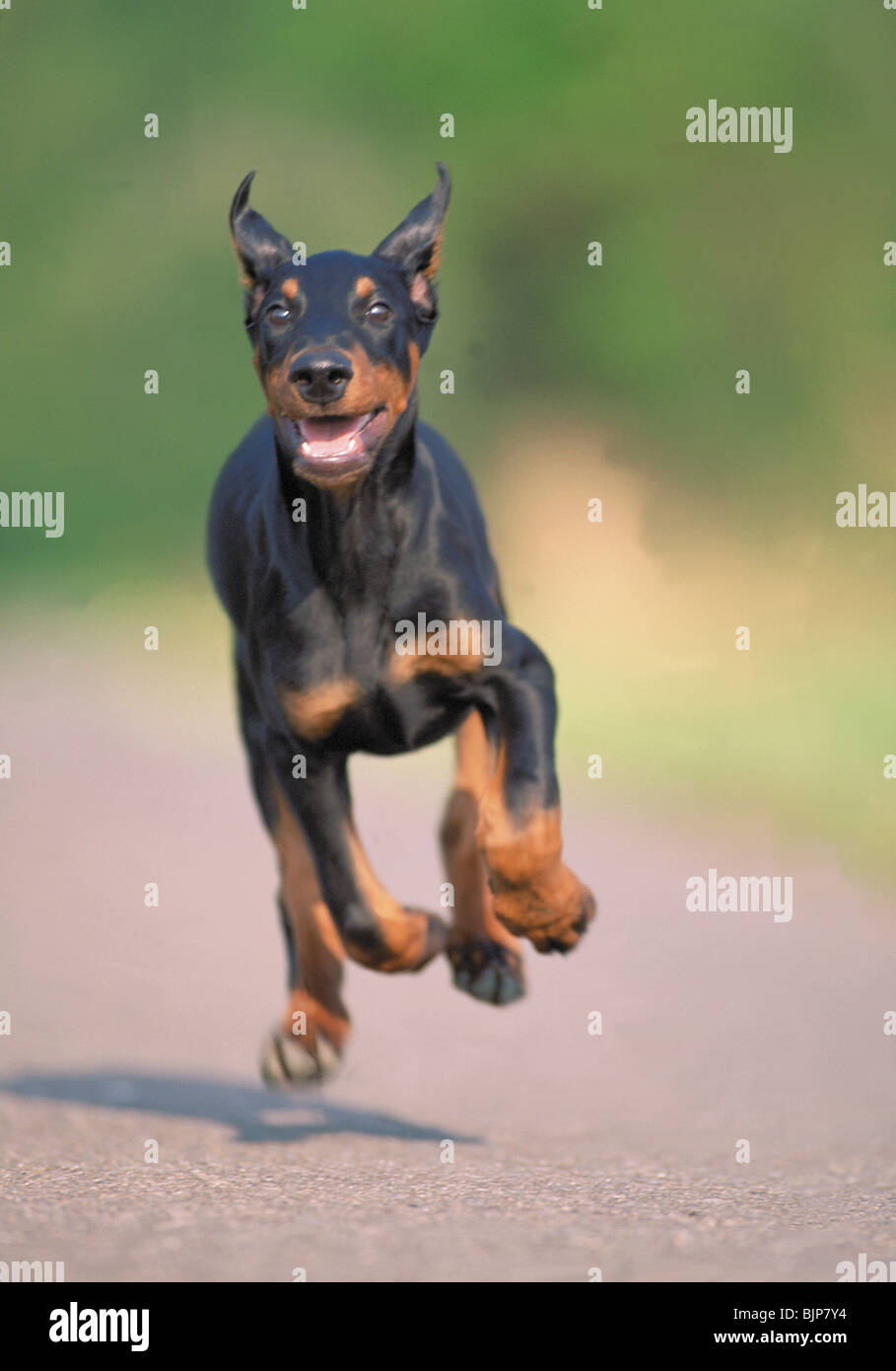 how long can doberman run