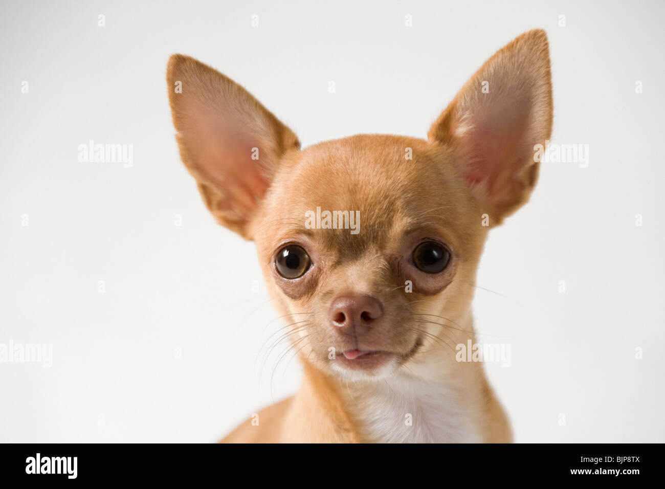 Chihuahua Stock Photo