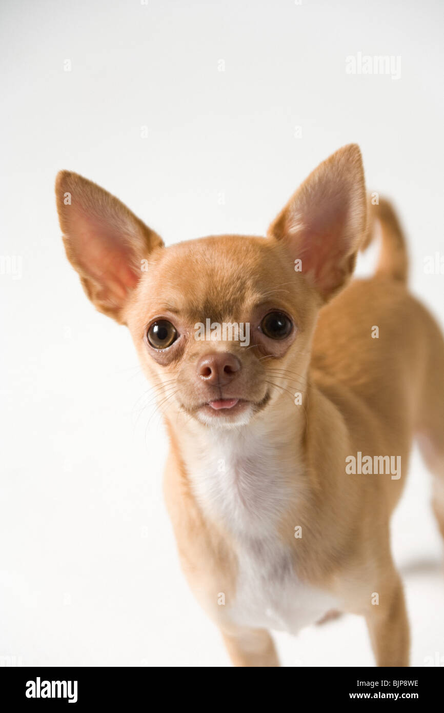 Chihuahua hi-res stock photography and images - Alamy