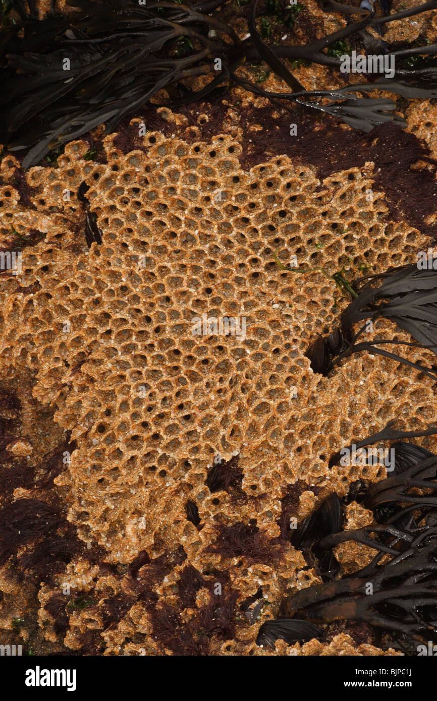 Honeycomb worm, Sabellaria alveolata. Stock Photo