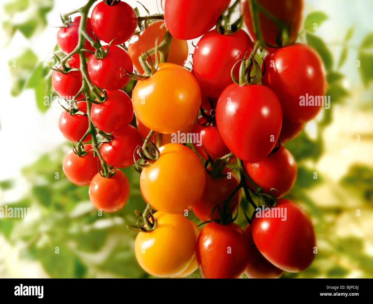 Selection of fresh red and yellow tomatoes and plum tomatoes food photography Stock Photo