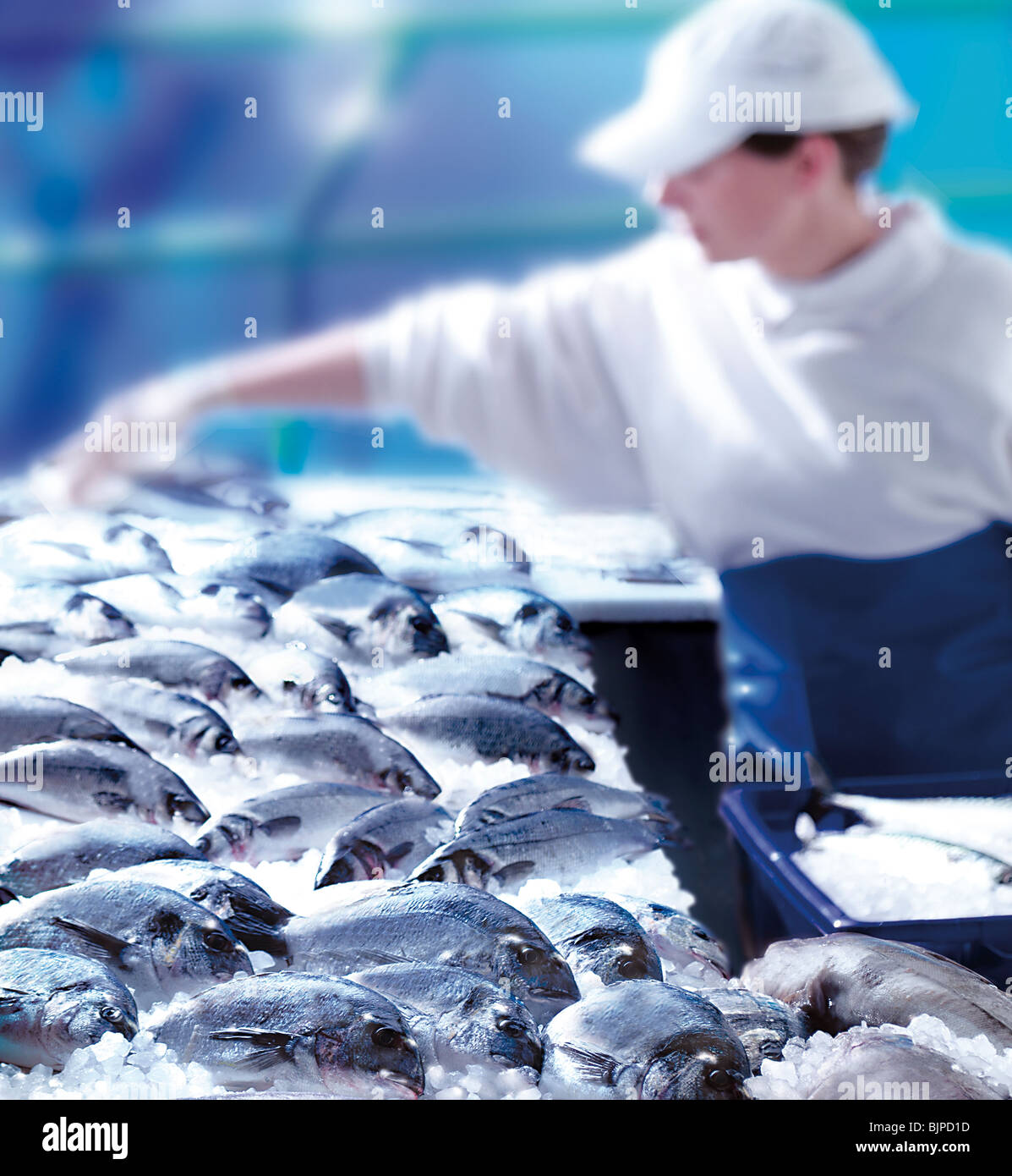fresh fish counter in a fish shop, food photography Stock Photo Alamy