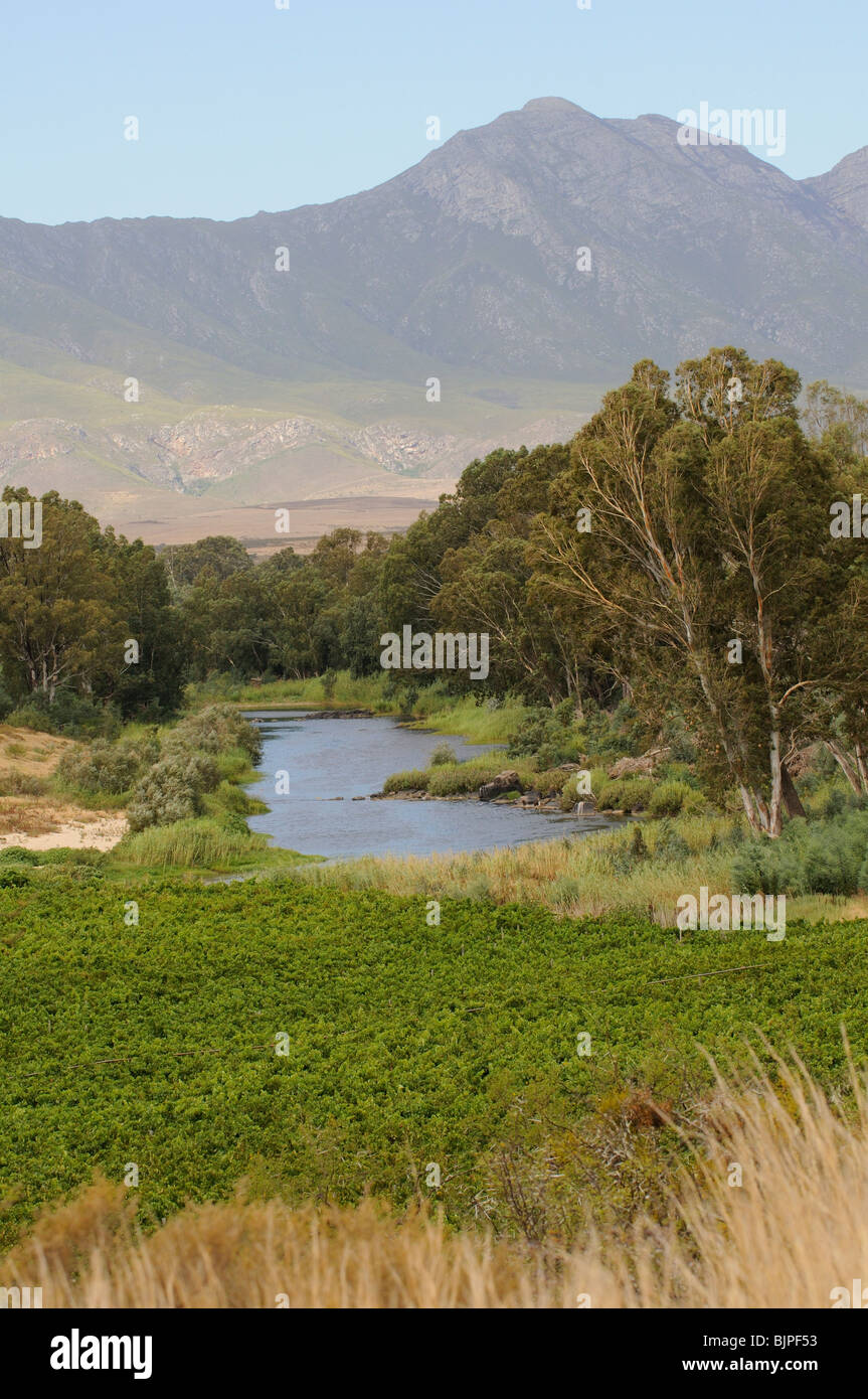 Breede River and the Riviersonderend Mountains a wine producing area near Robertson in the western Cape South Africa Stock Photo