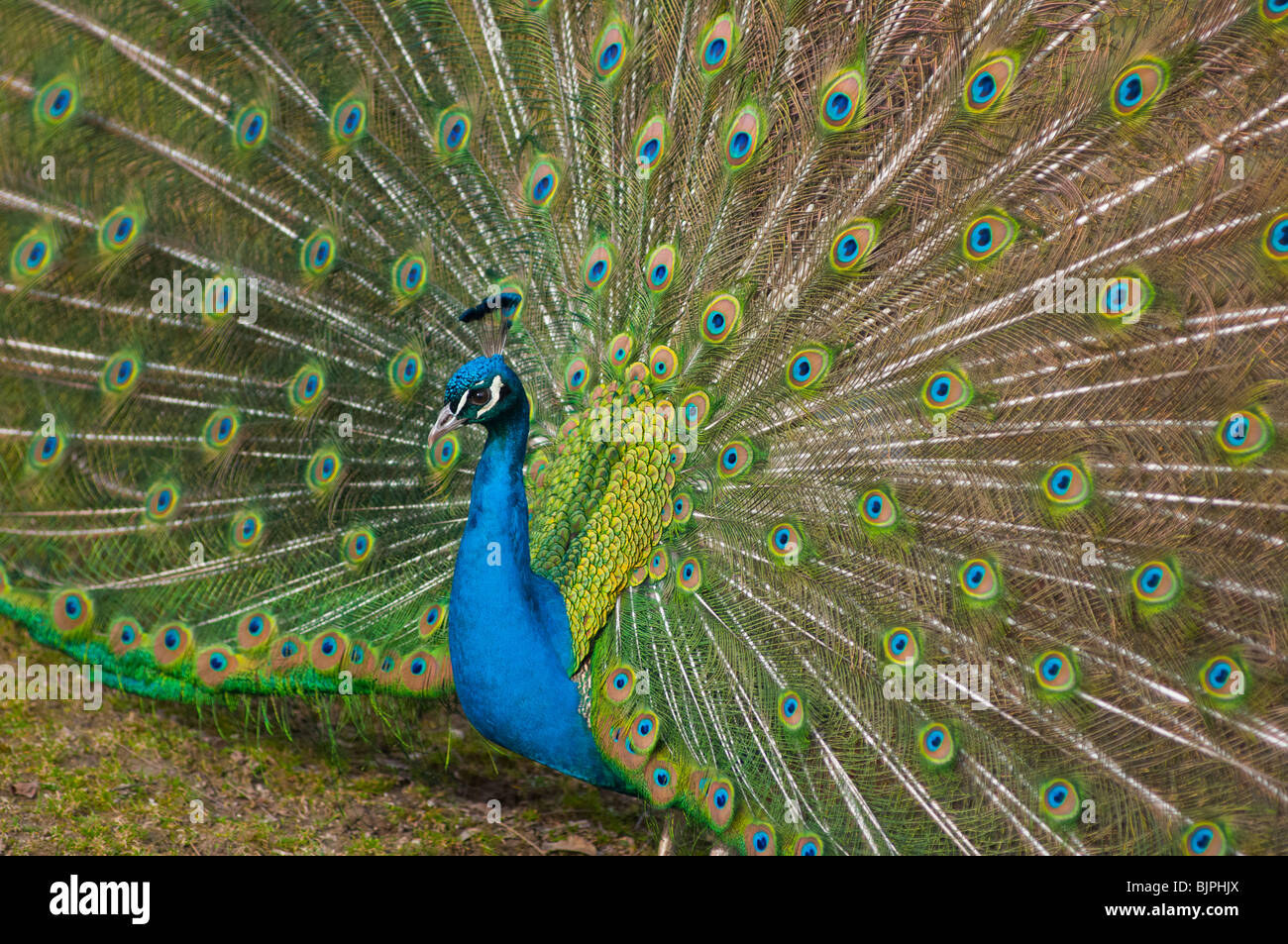Indian Peacock with tail feathers up. Stock Photo