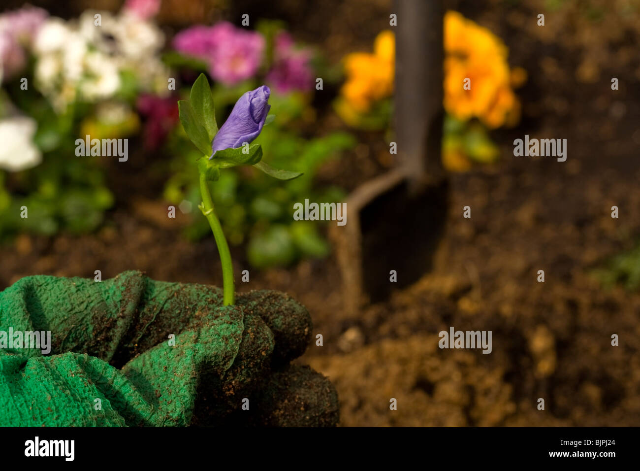 part of a hand with green glove holds in foreground a new flower on background blurred colorfull pansies, spade in soil. Stock Photo