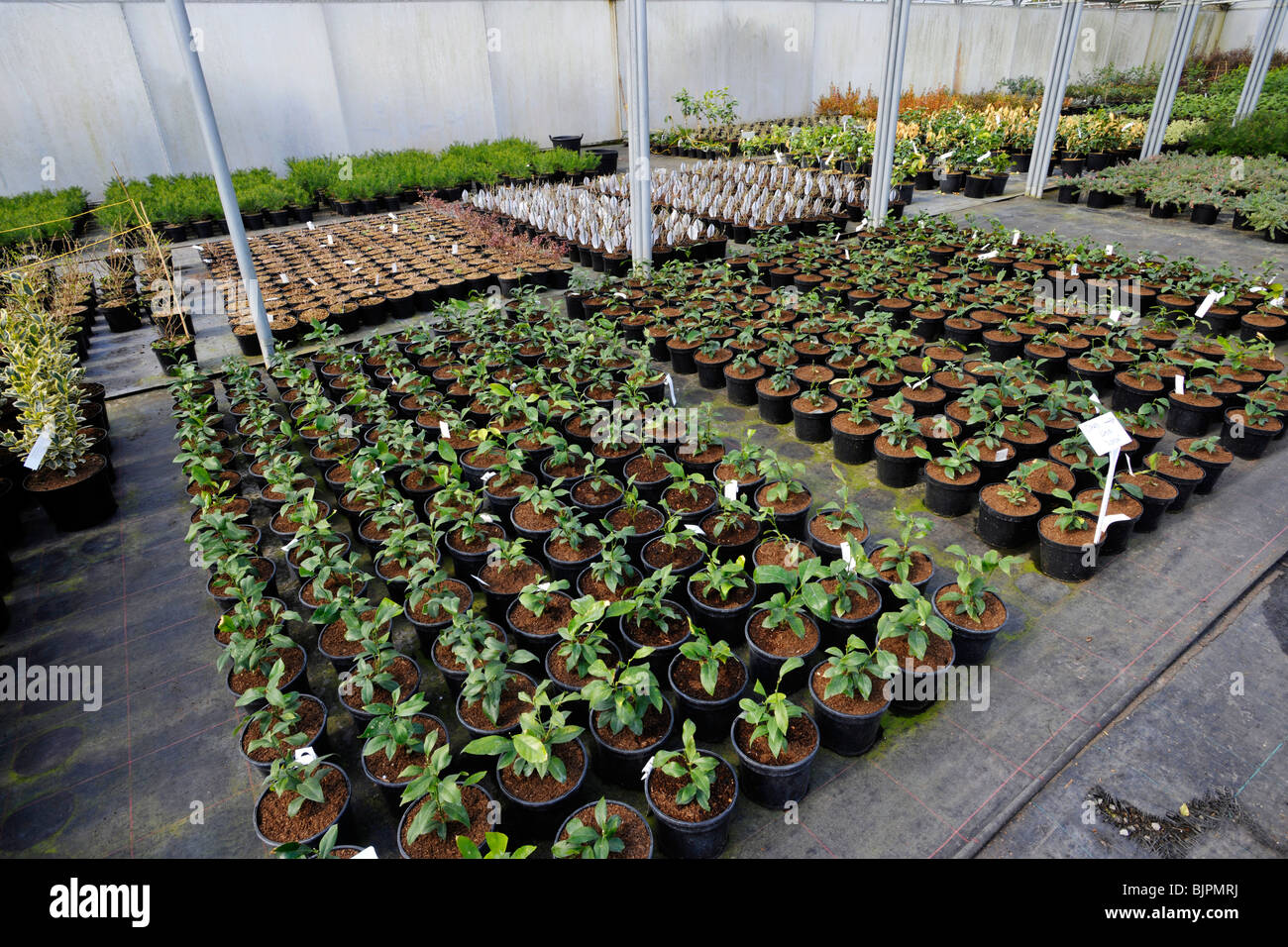 plants growing in commercial greenhouse Stock Photo Alamy