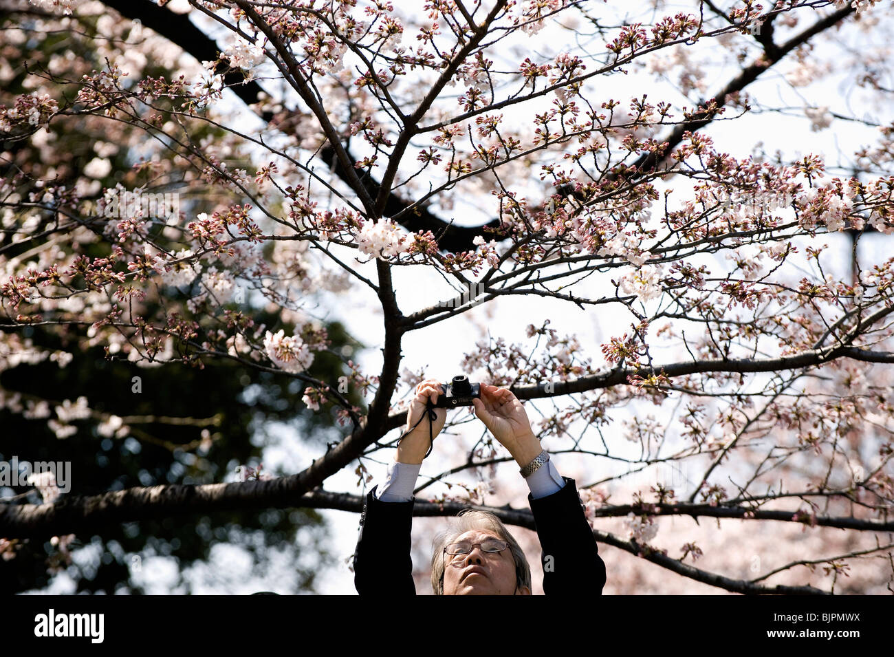 A man takes a photo of cherry tree blossom in Tokyo Stock Photo - Alamy
