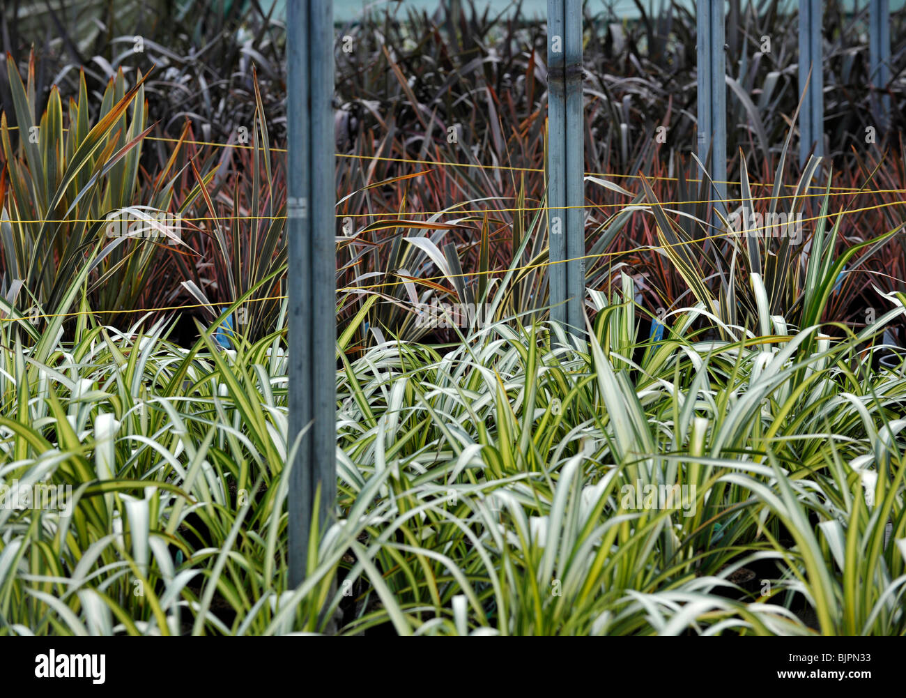 ornamental grasses growing in greenhouse Stock Photo