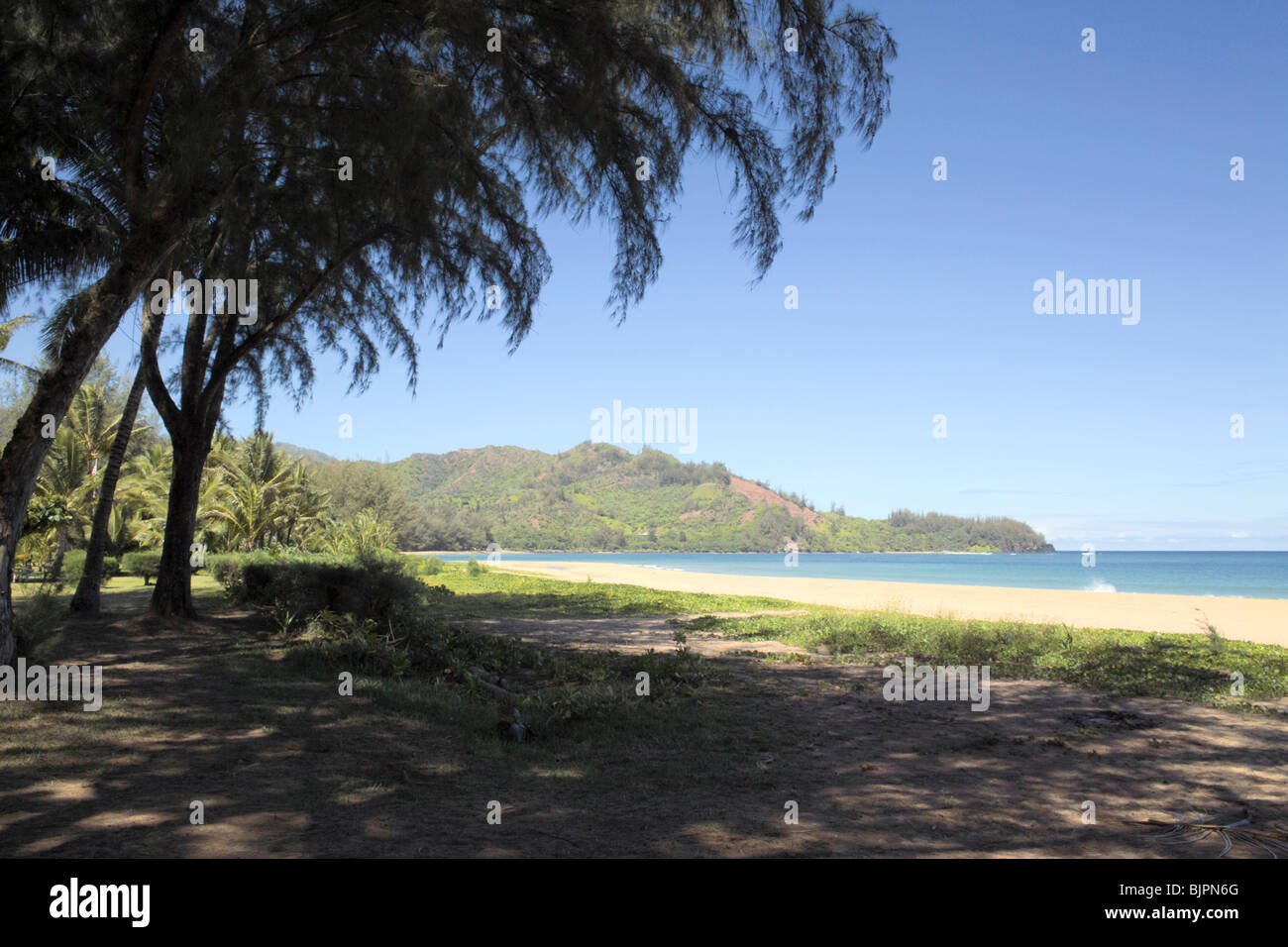 Casuarina trees on Beach Hanalei Bay Kauai Hawaii Stock Photo