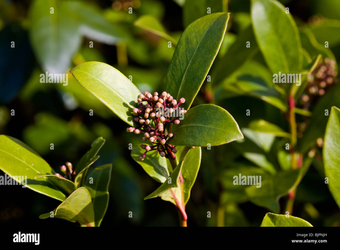 closeup of the flower buds of a skimmia shrub. Stock Photo
