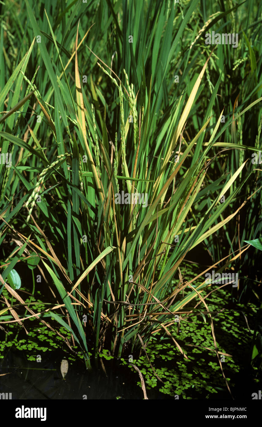 Rice plant infected with tungro virus in a paddy crop Stock Photo