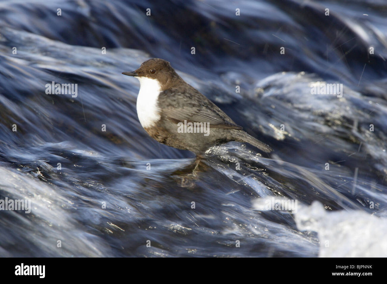 White-throated Dipper standing in a fast flowing river in Finland Stock Photo