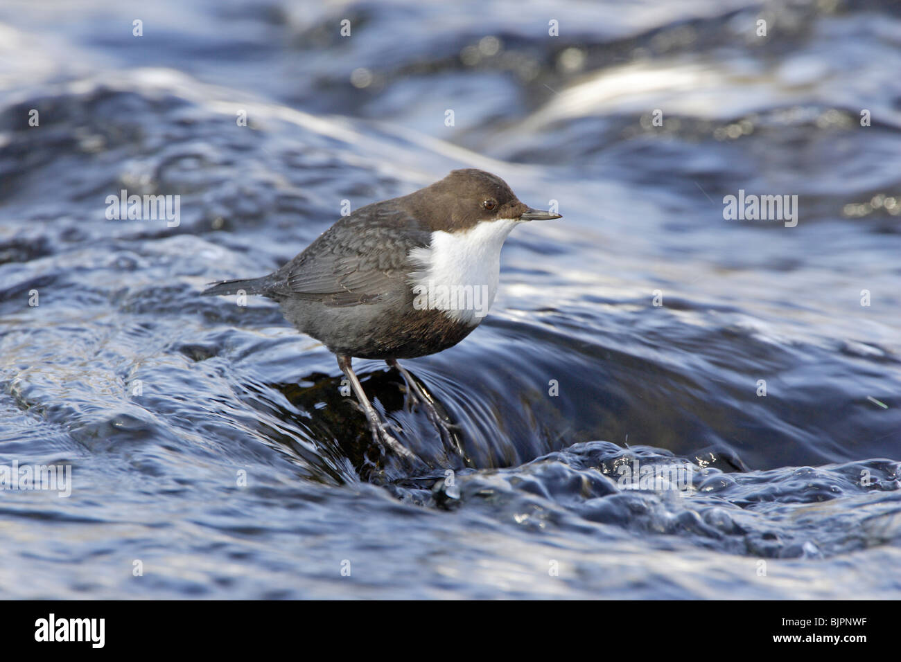 White-throated Dipper in fast flowing stream Stock Photo
