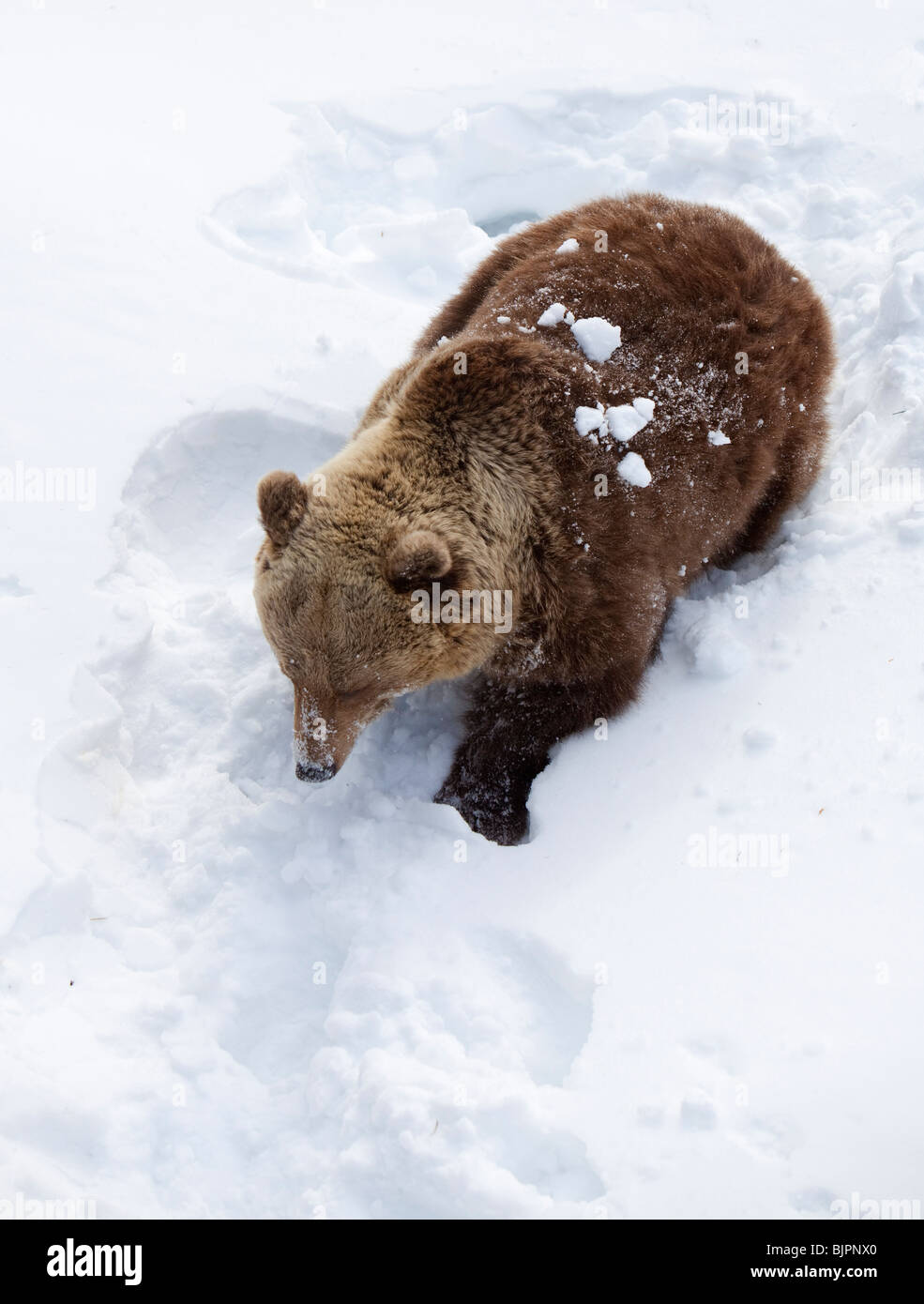 European ( Eurasian ) brown bear ( Ursus Arctos Arctos ) walking in ...