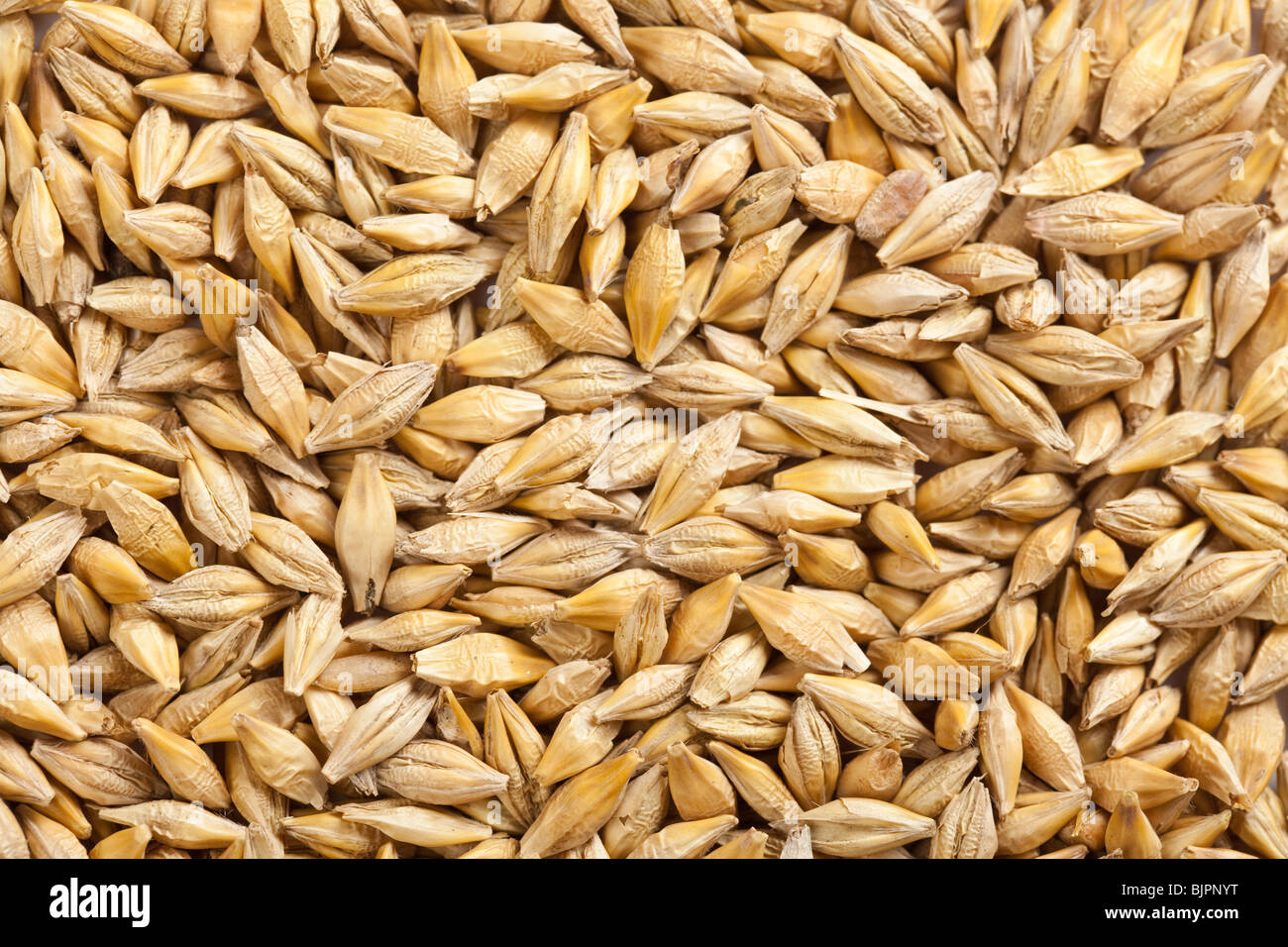 barley grain Stock Photo