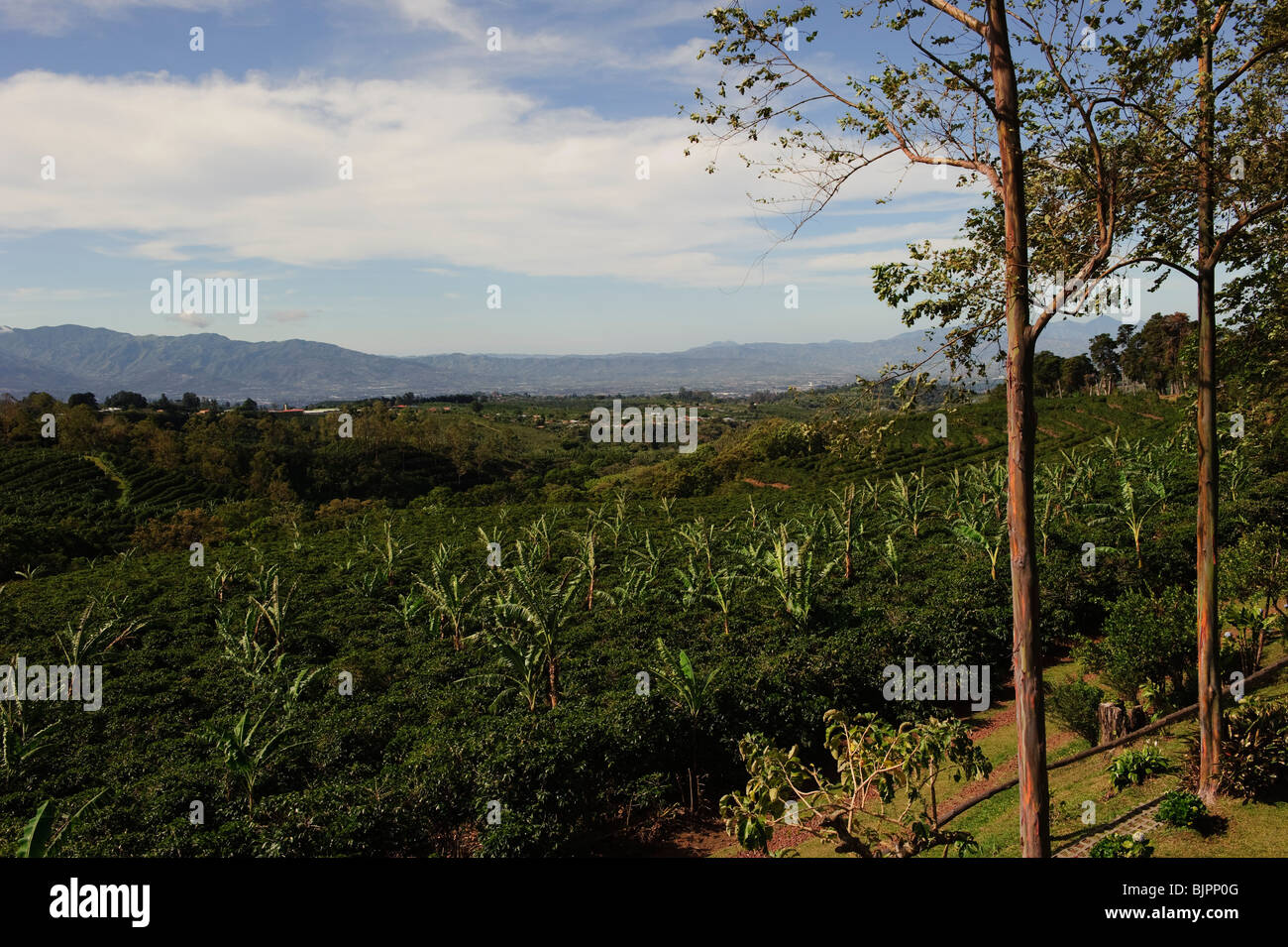 Doka Estate coffee Plantation Stock Photo Alamy