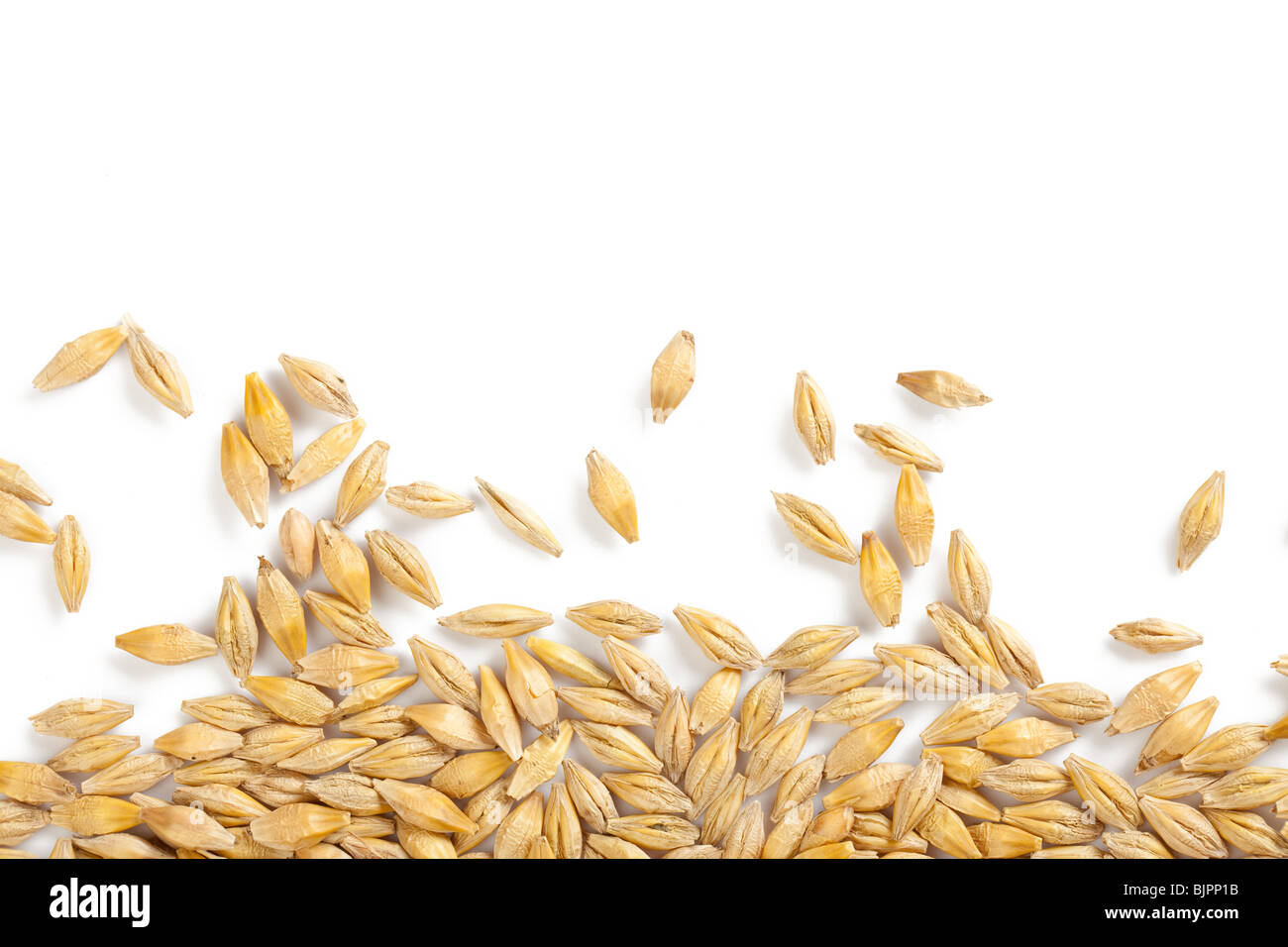 barley grain Stock Photo