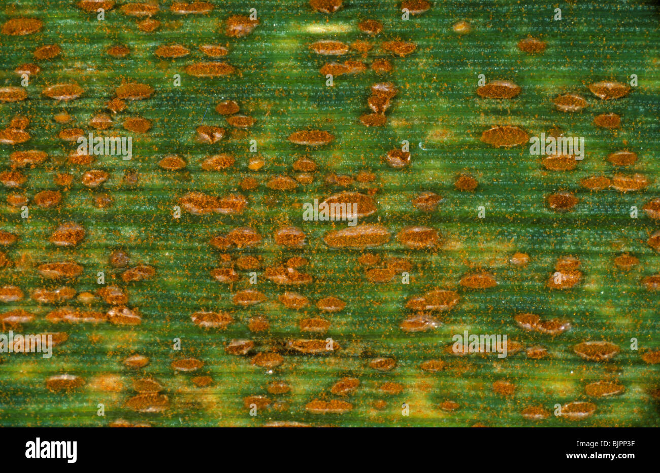 Wheat leaf rust or brown rust, Puccinia trticina (recondita) pustules on a wheat leaf Stock Photo