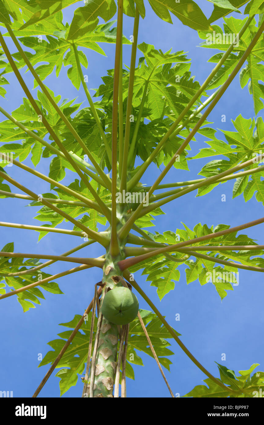 Papaya tree hires stock photography and images Alamy