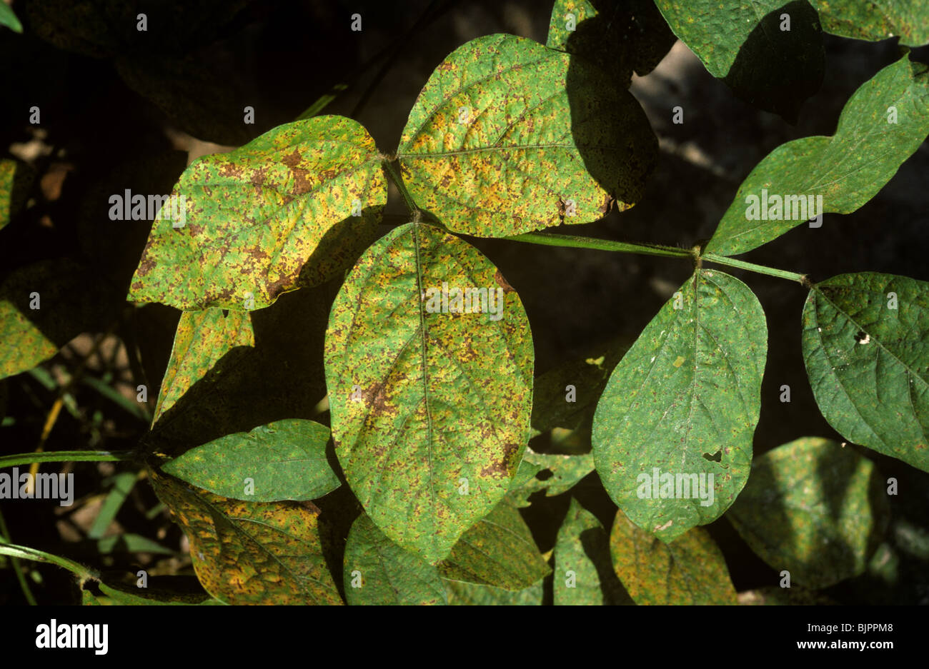 Soya rust (Phakopsora pachyrhizi) diseased field soya crop, Thailand Stock Photo